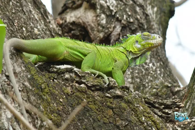 Iguane delicatissima ilet Chancel Martinique