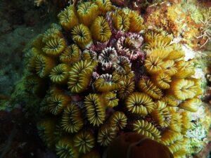 Corail fleur en randonnée palmée en Martinique