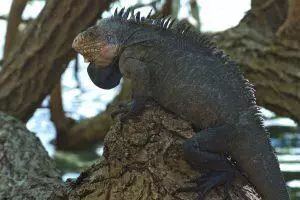 Iguanes des petites Antilles sur un arbre en Martinique