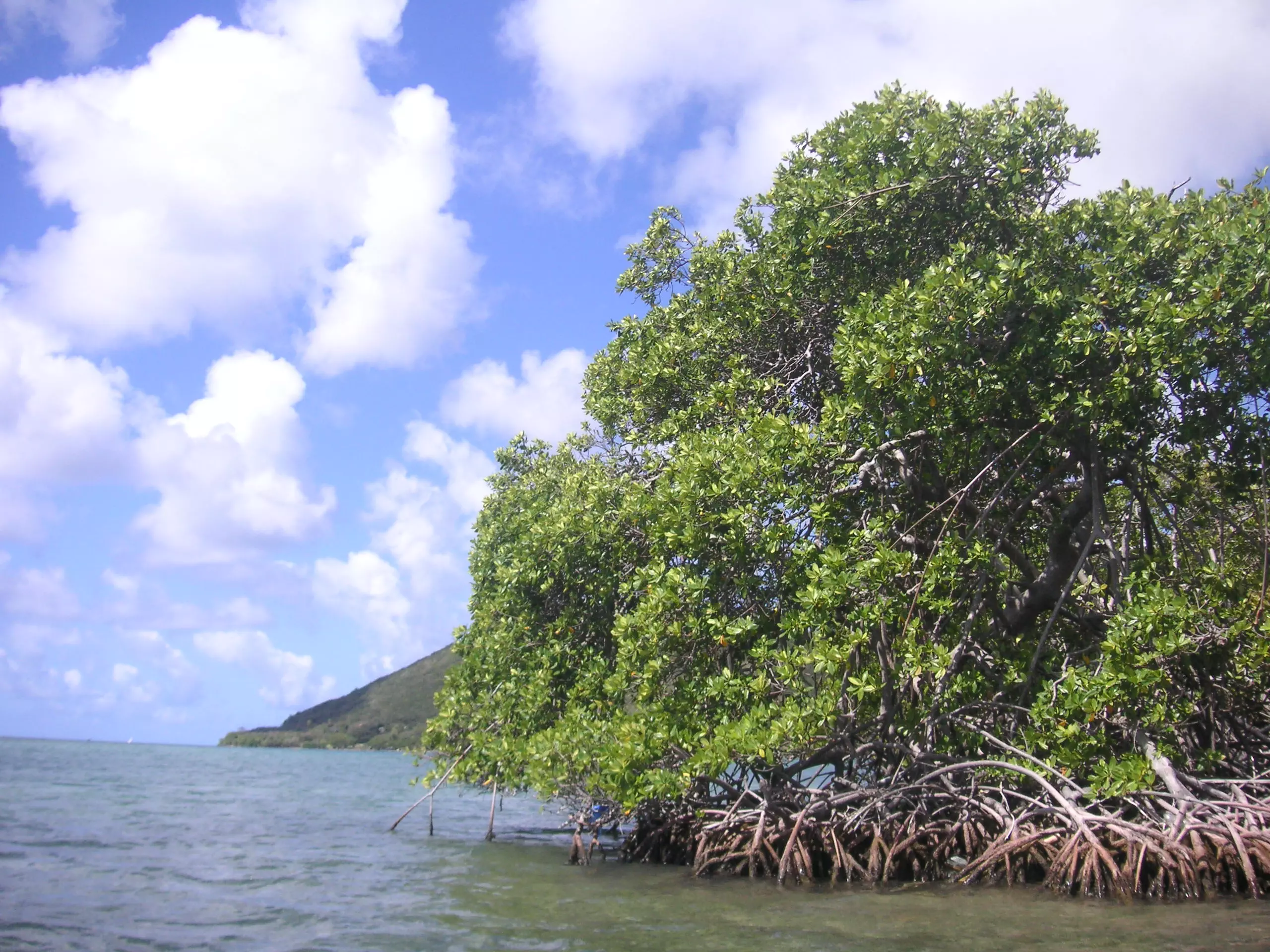 Vue de la mangrove dans les îlets du Robert en Martinique