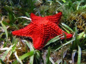 Etoile de mer commun en Martinique