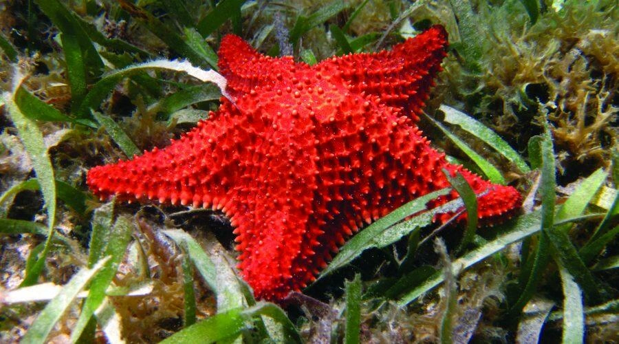 Etoile de mer commun en Martinique