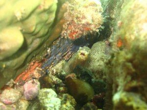 Chatrou randonnée palmée Martinique