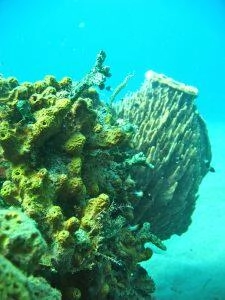 Éponge barrique en Martinique