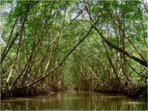 Vue de la mangrove dans les îlets du Robert en Martinique