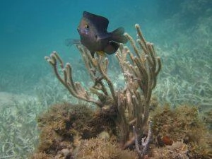 Randonnée palmée et poisson Demoiselle dans les coraux avec Dénébola