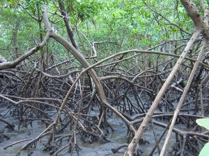 Vue de la mangrove dans les îlets du Robert en Martinique