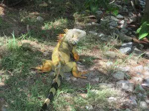 Iguane commun aux îlets du Robert en Martinique