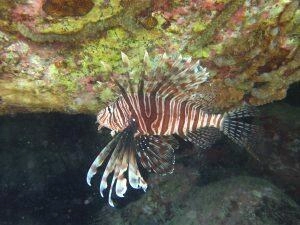 Rencontrer un poisson-lion à la voile en Martinique
