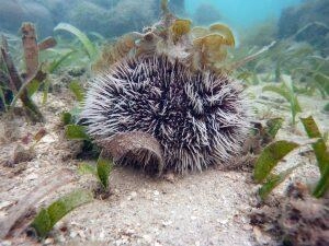 Oursins blancs en snorkeling en Martinique