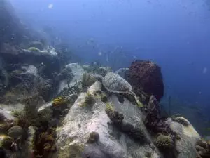 Tortue marine nageant dans les récifs en Martinique