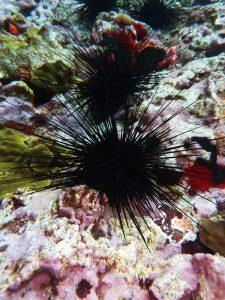 Oursins noirs en Martinique