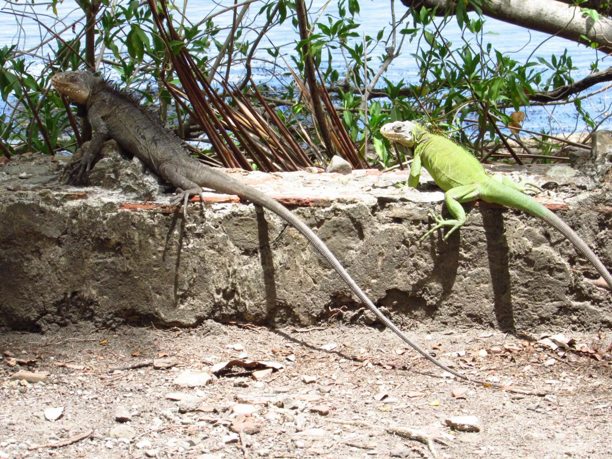 Iguanes male et femelle dans les îlets du Robert en Martinique