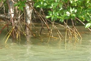 Vue de la mangrove dans les îlets du Robert en Martinique
