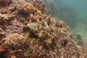 Poisson papillon kat zié en randonnée palmée Martinique