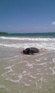 Tortue luth sur une plage de Martinique