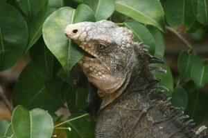 Iguane de Martinique se nourrissant de feuilles d'arbre