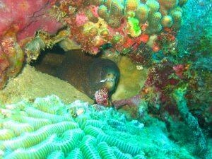 Murène dorée en Martinique