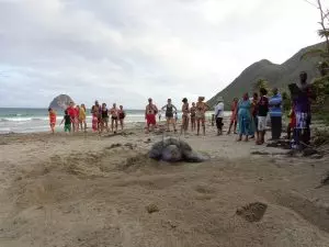 Observation de la ponte des tortues marines