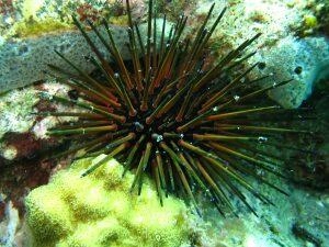 Oursin du récif en randonnée palmée Martinique