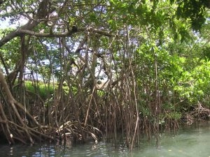 Vue de la mangrove dans les îlets du Robert en Martinique