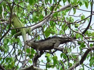 Iguanes dans les arbres en Martinique