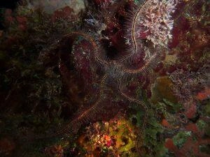 Ophiure des Éponges en palme, masque et tuba Martinique