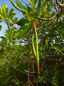 Palétuvier rouge en Martinique