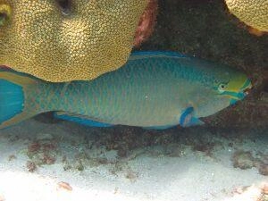 Perroquet Royal à la voile en Martinique