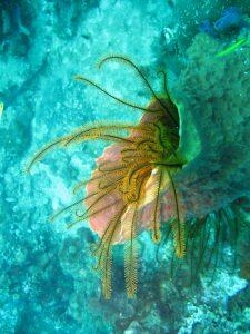 Comatule dorée dans les eaux Martiniquaises