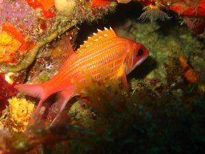 Marignan dans les coraux en Martinique
