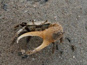 Crabe violoniste sur une plage de Martinique