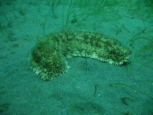 Concombre de mer en Martinique