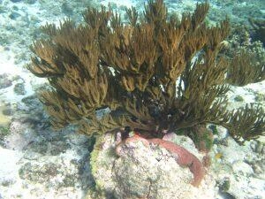 Gorgone arborescente en Martinique