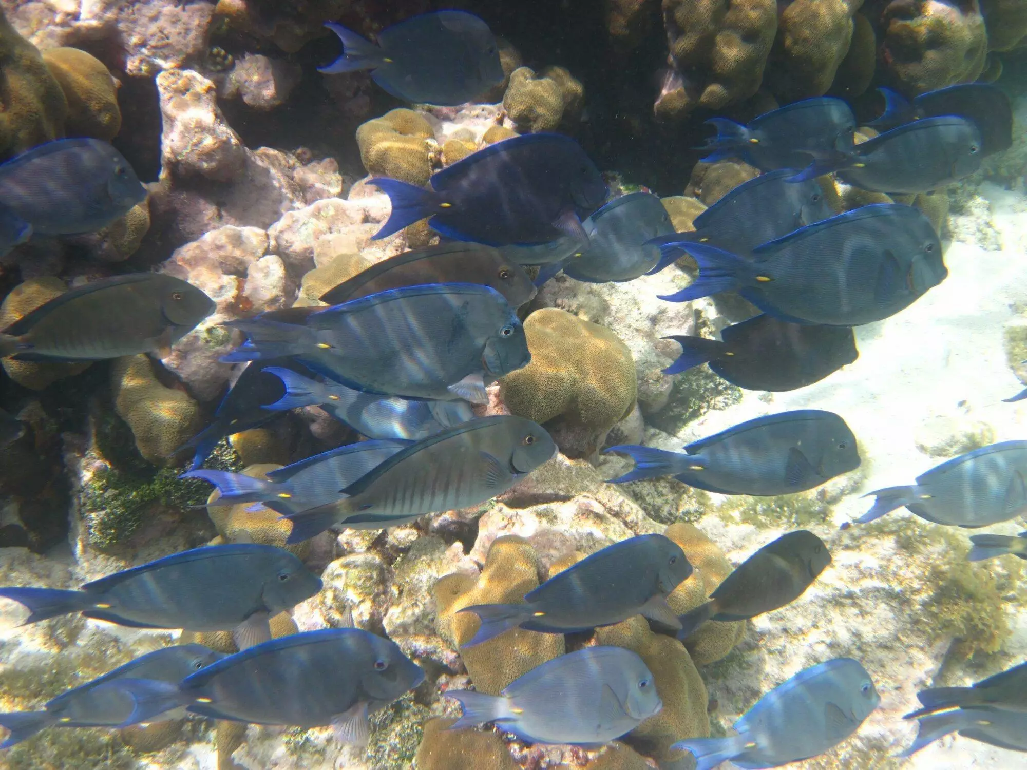 Observer un poissons chirurgien bleu avec Dénébola en Martinique