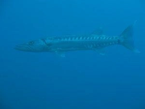 Croiser un barracuda en Martinique en snorkeling