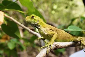 Iguane dans les îlets du Robert en Martinique