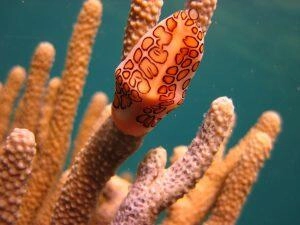 Monnai caraïbes en snorkeling