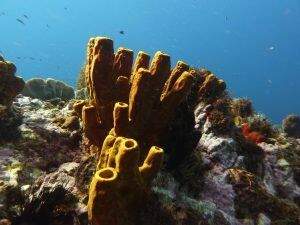 Éponge tubulaire jaune en randonnée palmée en Martinique