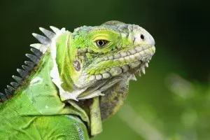 Iguane dans les îlets du Robert en Martinique