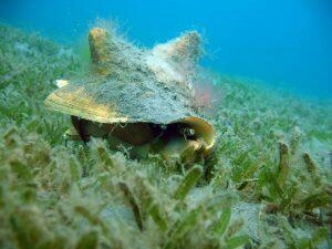 Lambi dans les eaux Martiniquaises