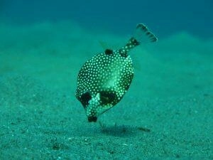 Poisson coffre en randonnée palmée Martinique