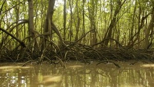 Vue de la mangrove dans les îlets du Robert en Martinique