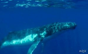 Baleine à bosse nageant dans les eaux Martiniquaises