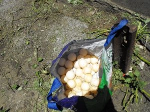 Œufs de tortues en Martinique