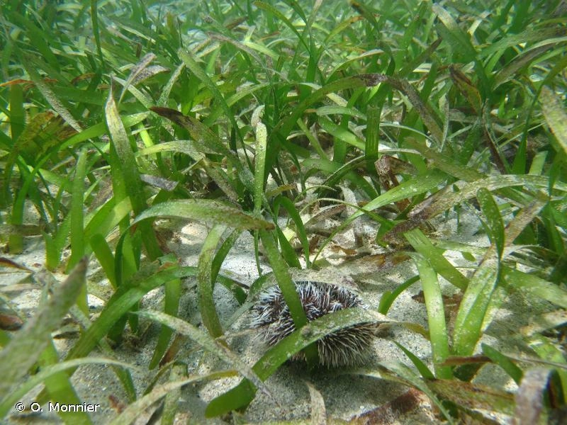 Herbiers îlets aux Rats Martinique