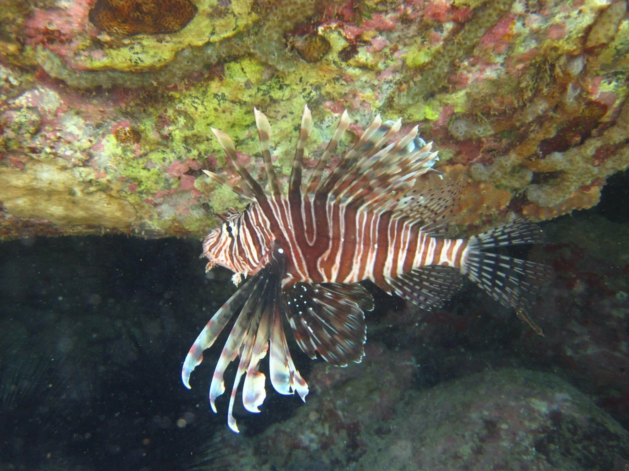Poisson lion en randonnée palmée en Martinique