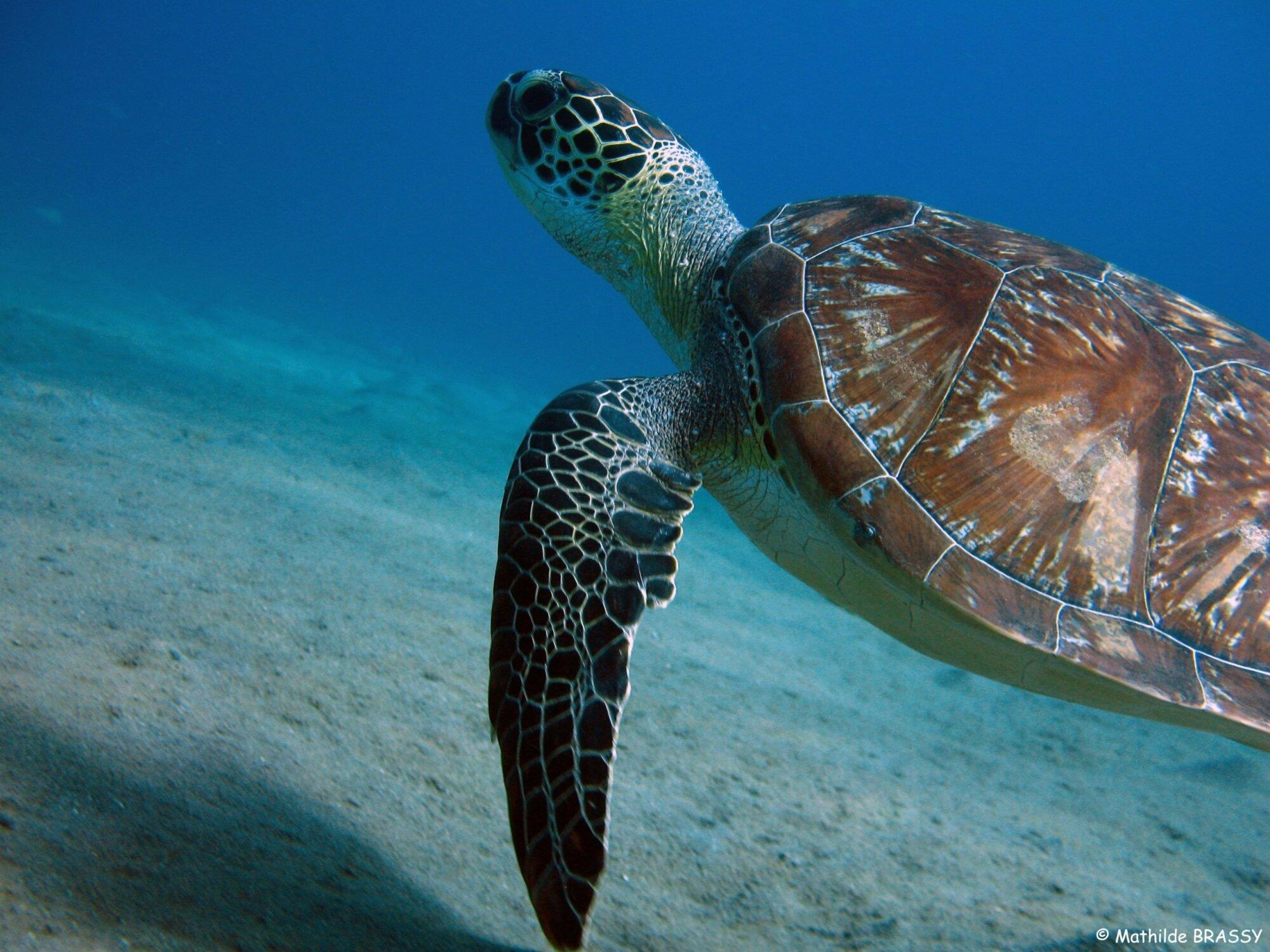 Tortue marine en snorkeling randonnée palmée en Martinique