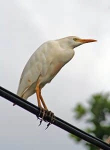 Hérons Garde-Bœufs posé sur un câble électrique