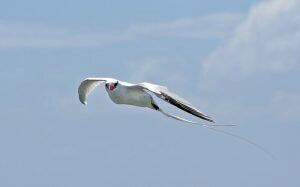 Oiseau en vol au-dessus des îlets du Robert en Martinique